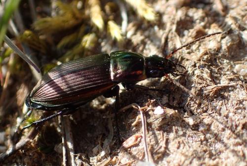 Réf. 229 323 : Poecilus cupreus